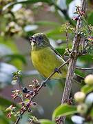 Yellow-bellied Siskin