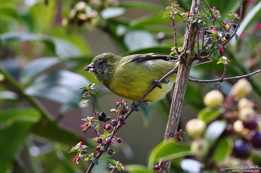 Chardonneret à ventre jaune