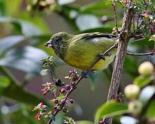 Yellow-bellied Siskin