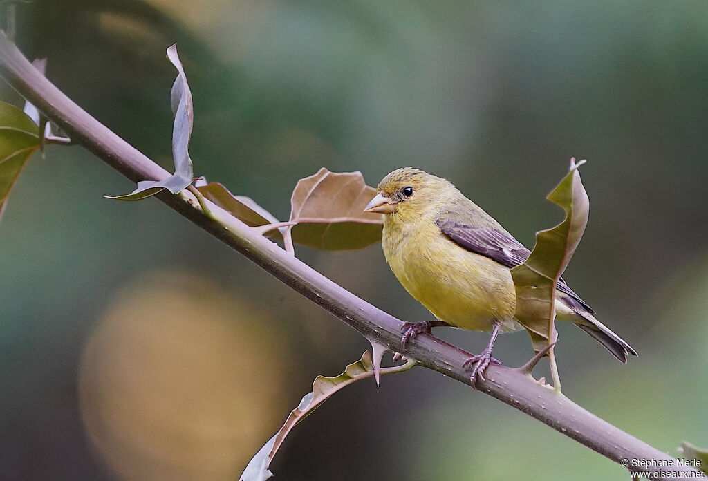 Andean Siskin female immature