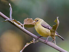 Andean Siskin