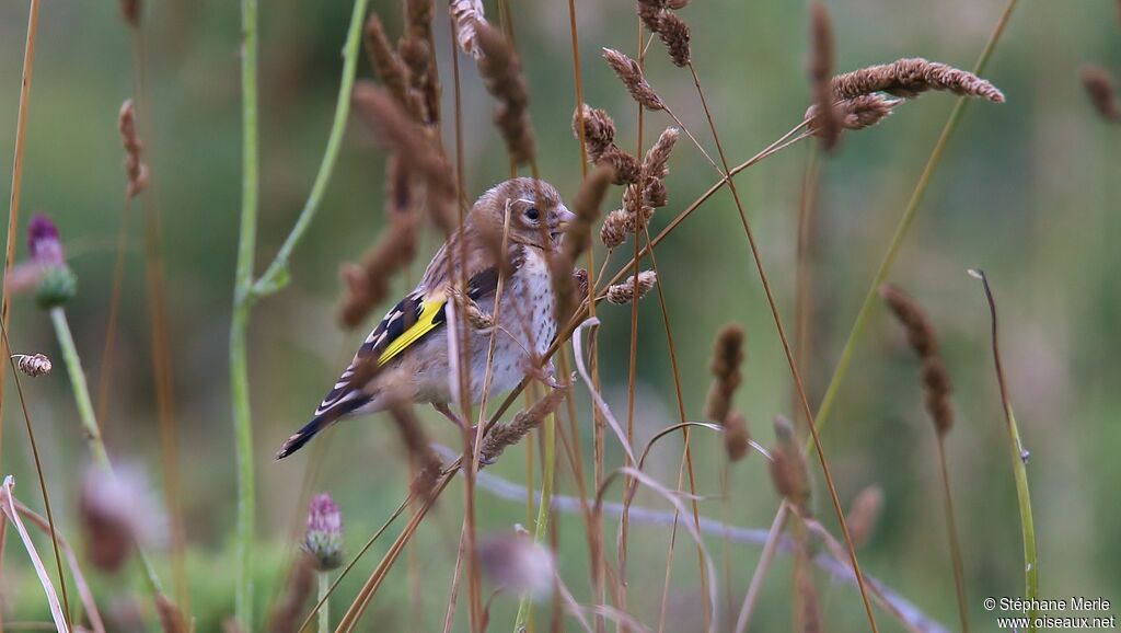 European Goldfinchjuvenile