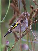 European Goldfinch