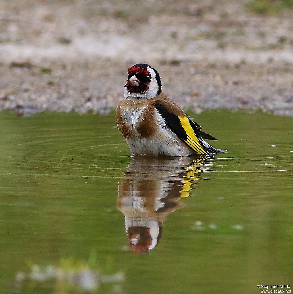 European Goldfinchadult