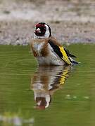 European Goldfinch