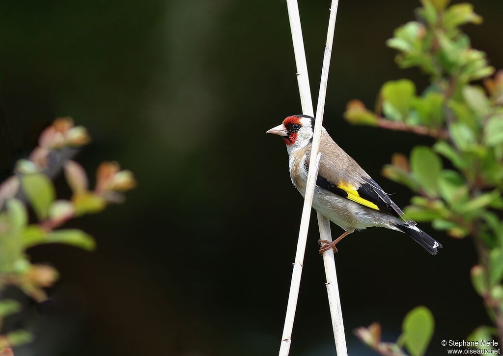 European Goldfinch