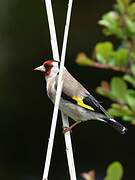 European Goldfinch