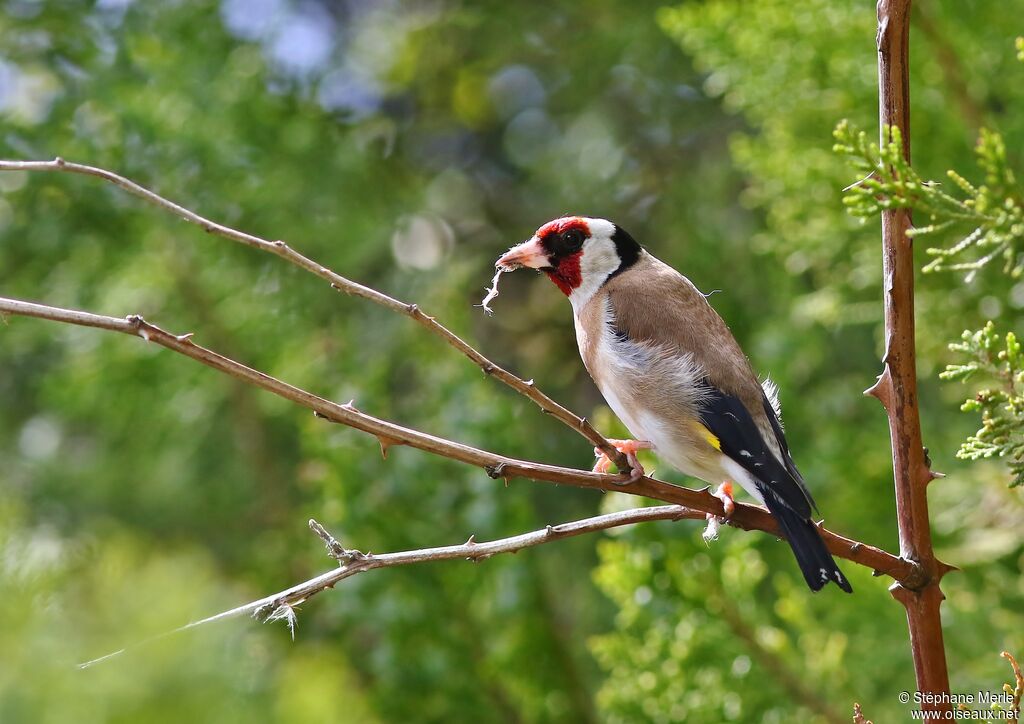 Chardonneret élégant