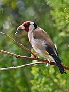 European Goldfinch