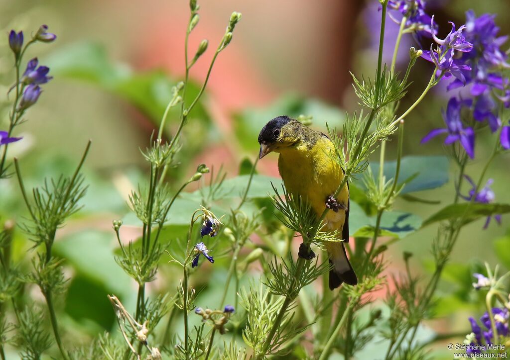 Lesser Goldfinch male