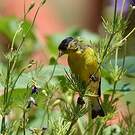 Chardonneret mineur