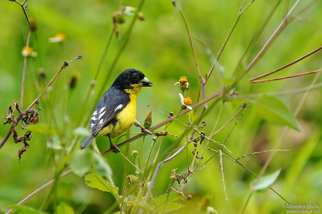 Lesser Goldfinch male adult