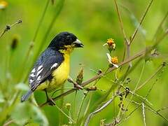 Lesser Goldfinch