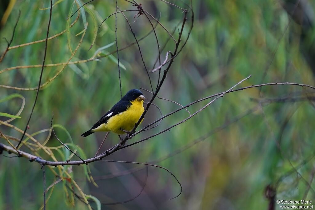 Lesser Goldfinch male adult