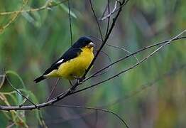 Lesser Goldfinch