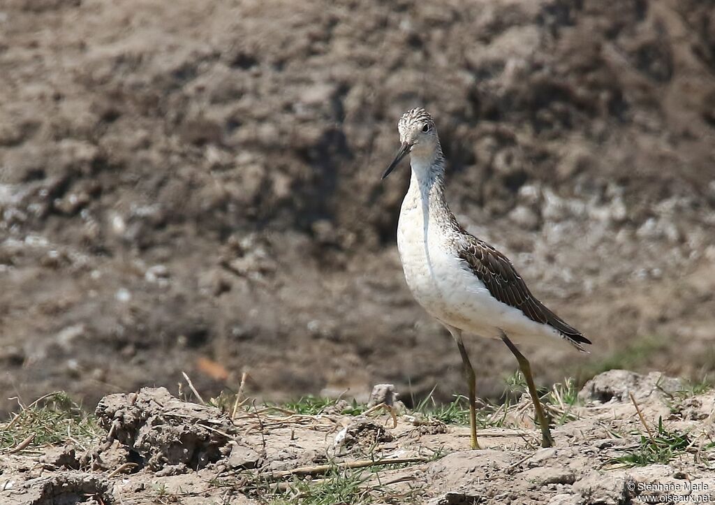 Common Greenshankadult