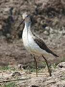 Common Greenshank