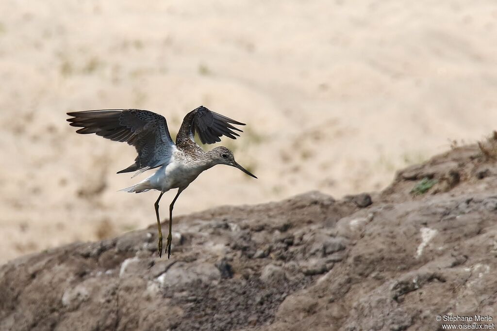 Common Greenshank