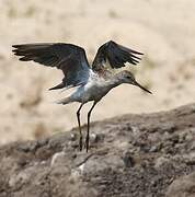 Common Greenshank