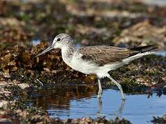 Common Greenshank