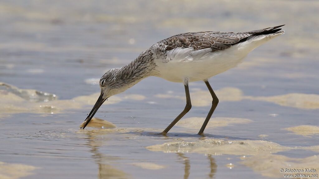 Common Greenshankadult