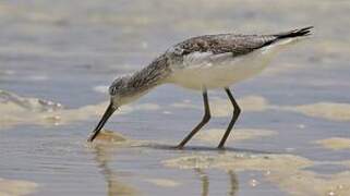 Common Greenshank