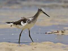 Common Greenshank