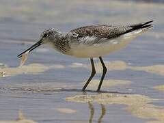 Common Greenshank