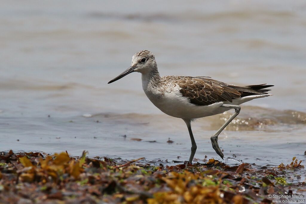 Common Greenshankadult