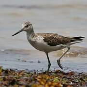 Common Greenshank