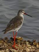 Spotted Redshank