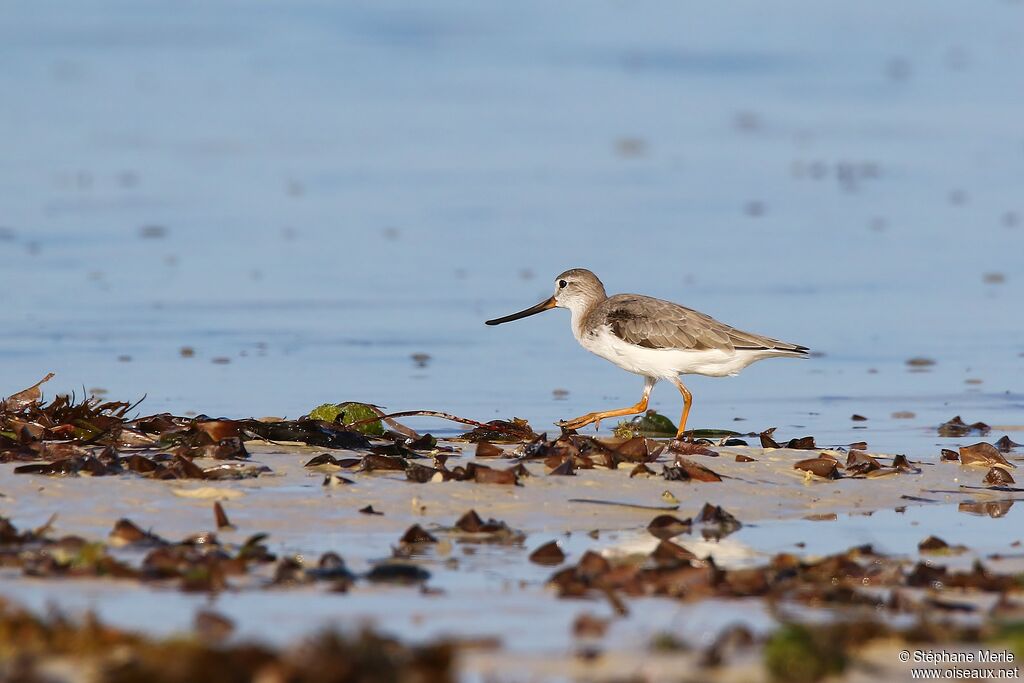 Terek Sandpiper