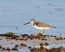 Terek Sandpiper