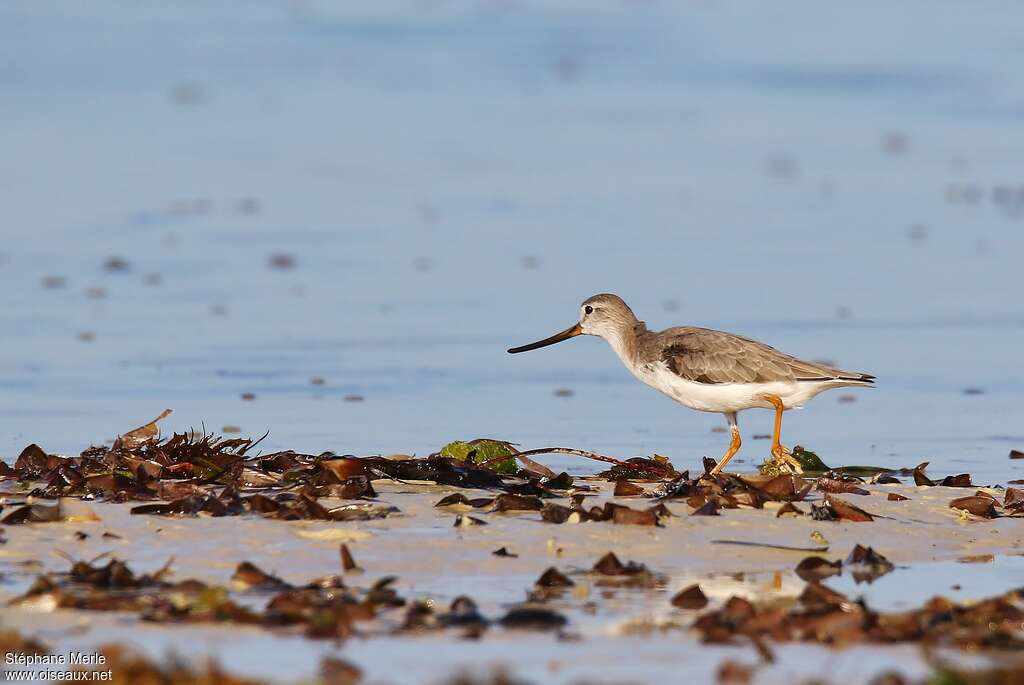 Terek Sandpiperadult post breeding, habitat, pigmentation, walking, Behaviour