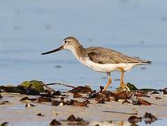 Terek Sandpiper