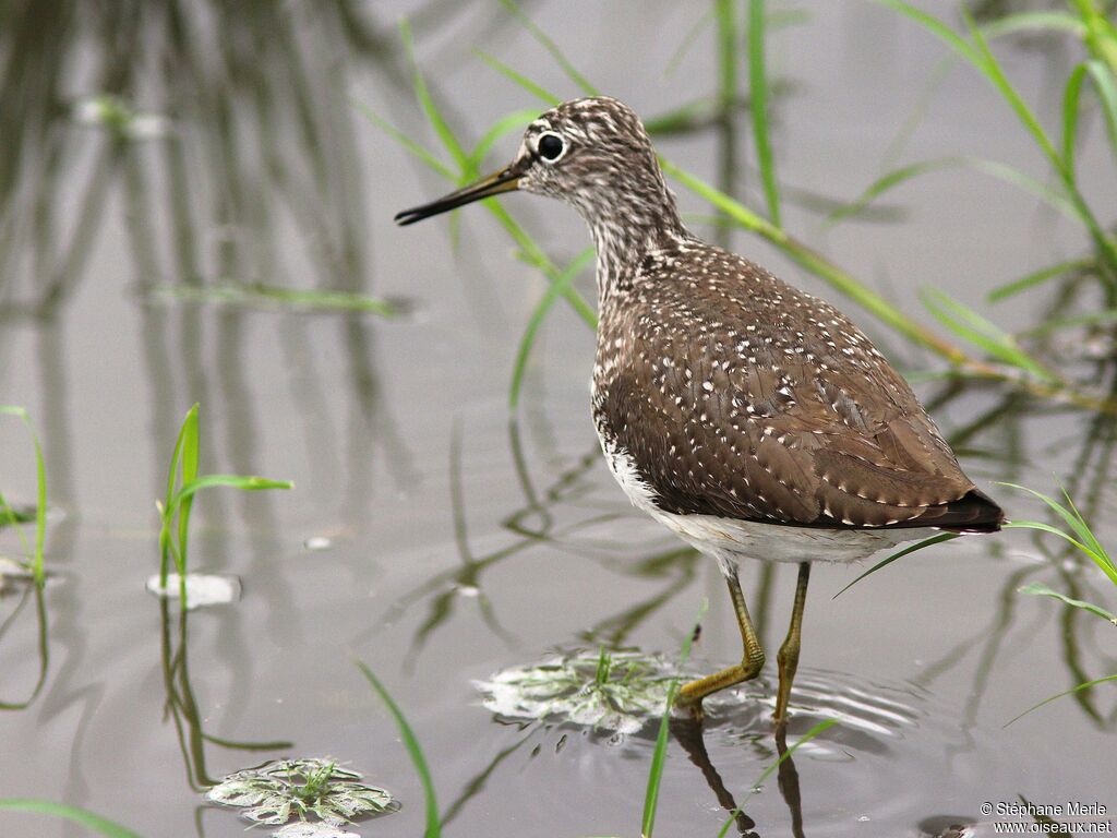 Green Sandpiper