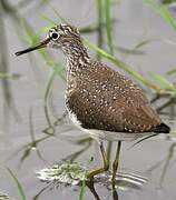 Green Sandpiper