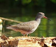 Common Redshank