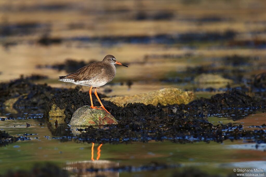 Common Redshankadult