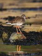 Common Redshank