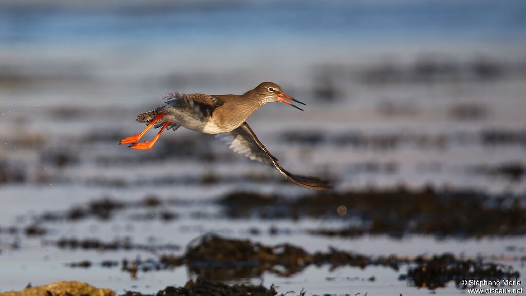 Common Redshank