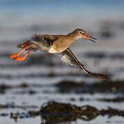 Common Redshank