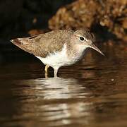 Spotted Sandpiper