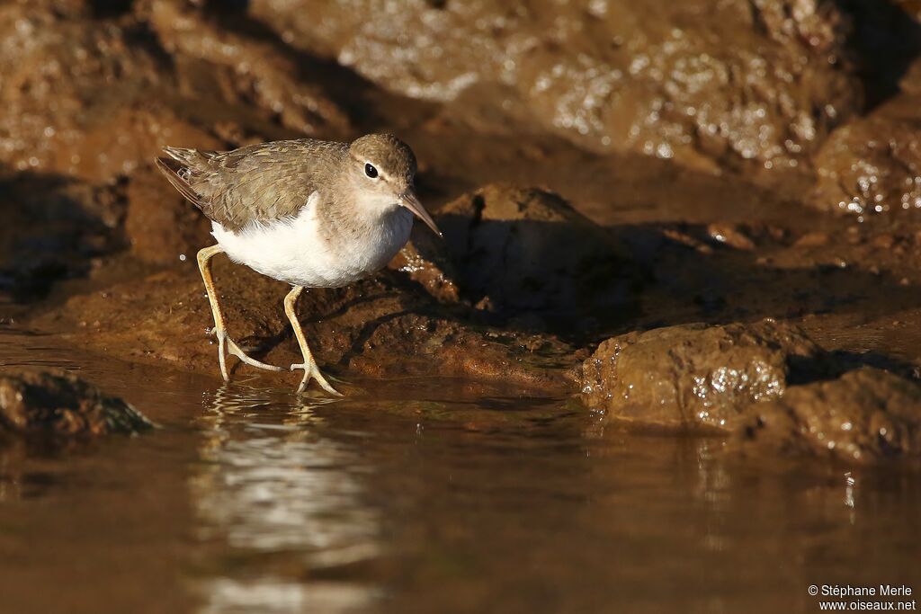 Spotted Sandpiperadult post breeding