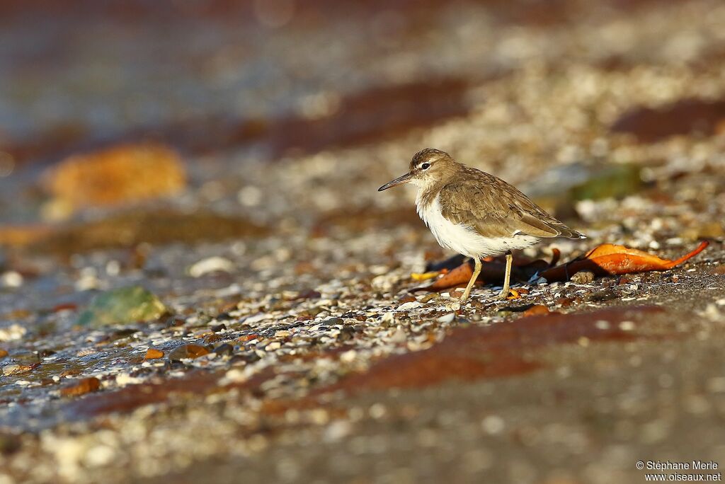 Spotted Sandpiperadult