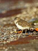 Spotted Sandpiper