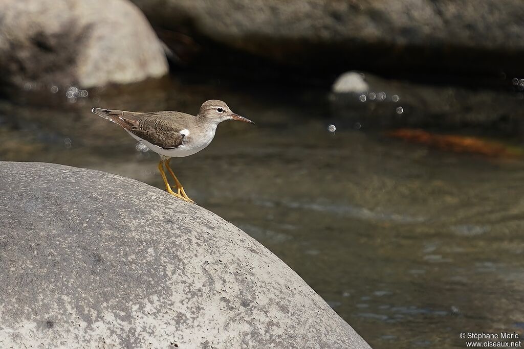 Spotted Sandpiperadult