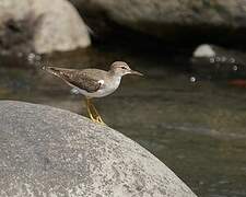 Spotted Sandpiper