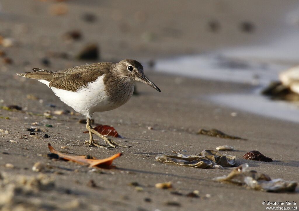 Common Sandpiperadult