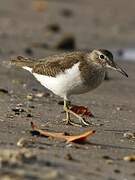 Common Sandpiper